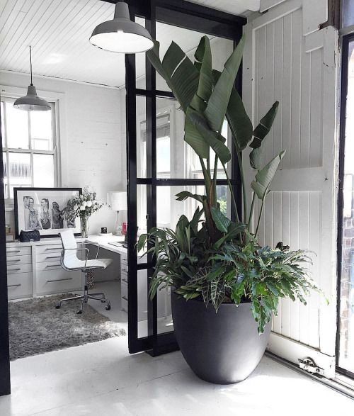 Bird of Paradise with under-plantings of philodendron Xanadu, Alocasia, etc.