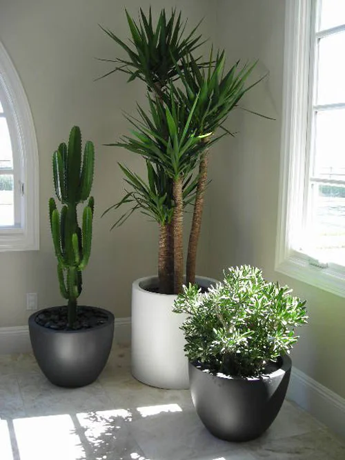 Yucca Cane, Cactus Cereus Peruvianus, Jade Plant
