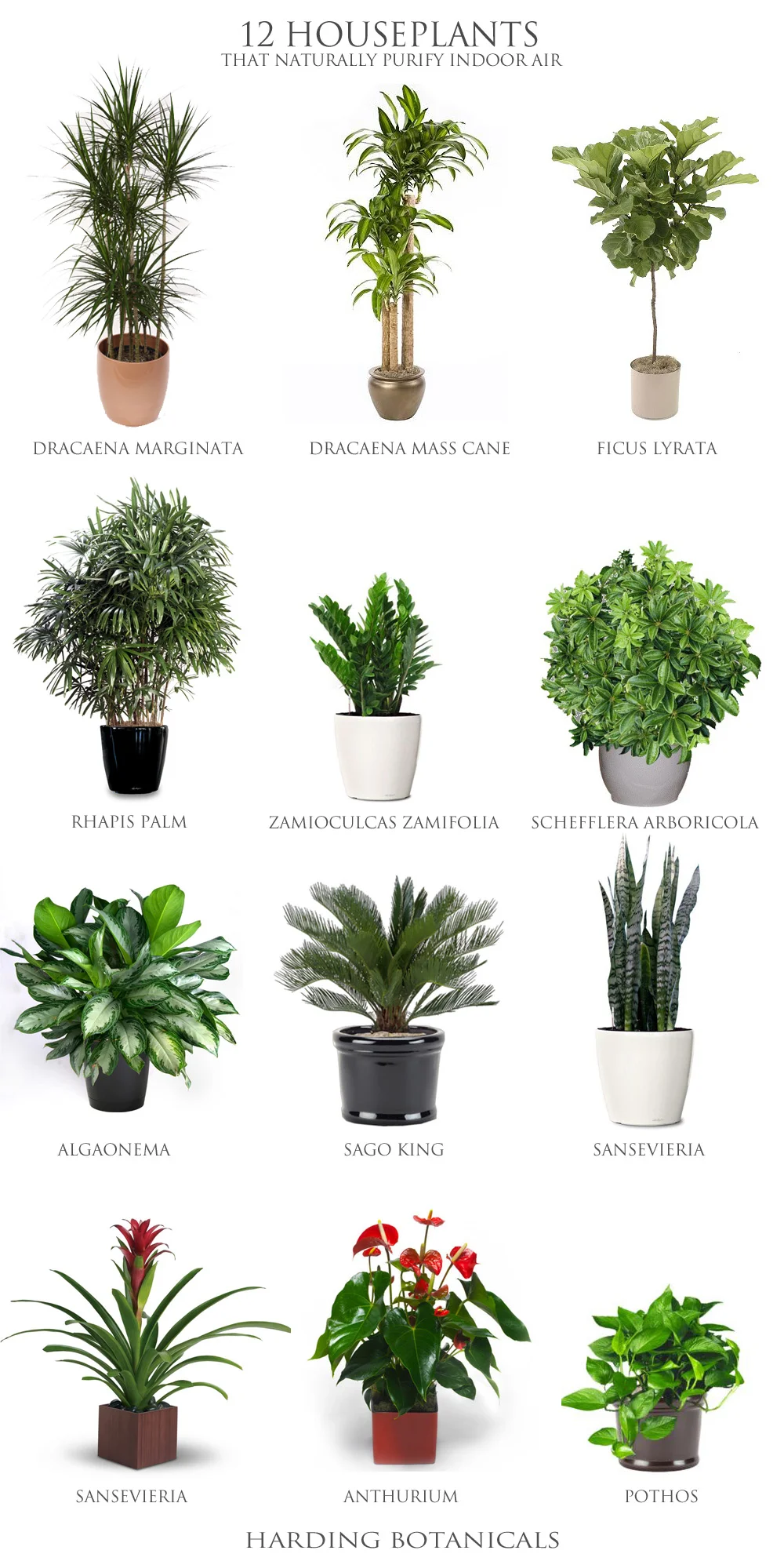 Harding Botanicals_12 house plants.jpg