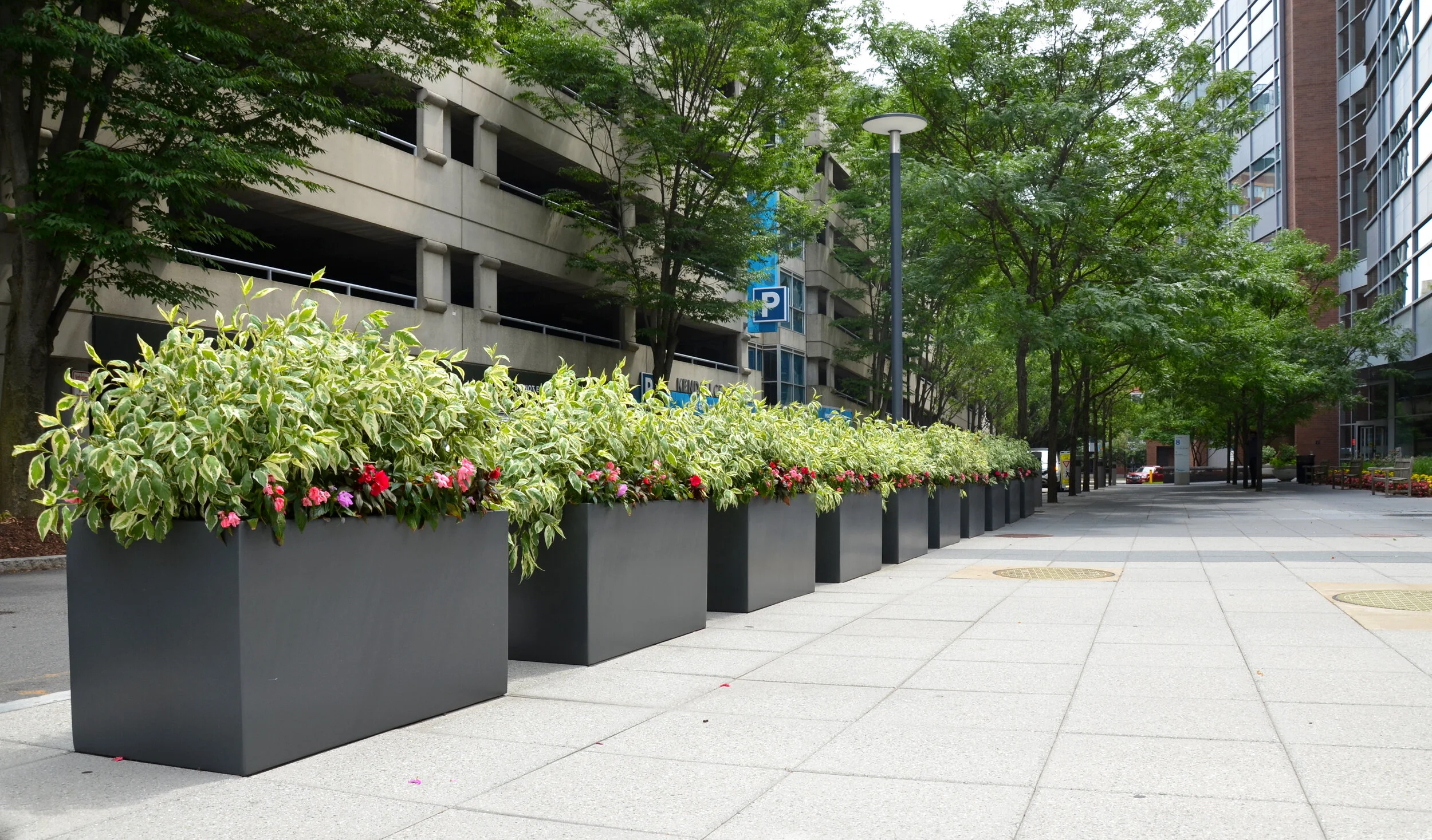 Harding Botanicals_Biogen 1.jpg