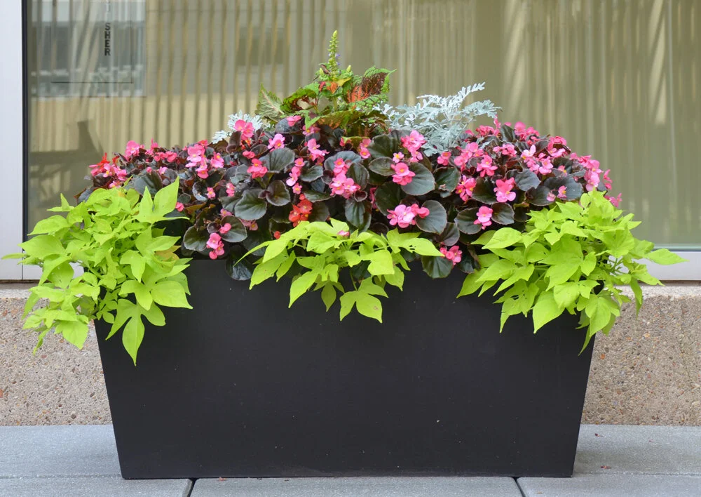 Harding Botanicals_ Rennaissance Exterior 12.1.jpg