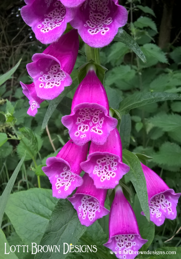 Vibrant pink of foxgloves in nature