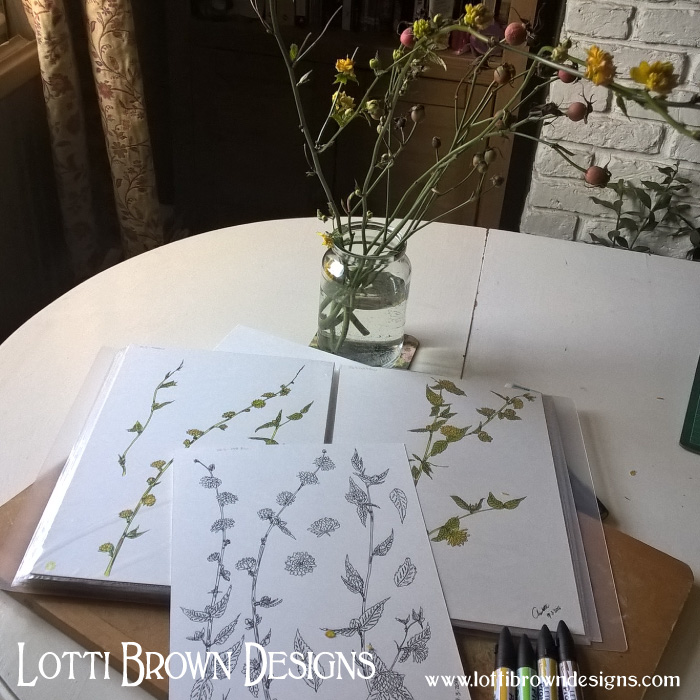 Drawing flowers and foliage from the garden