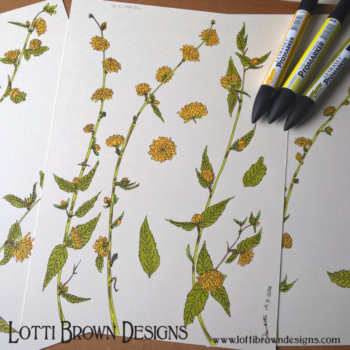 Kerria flowers, my drawings