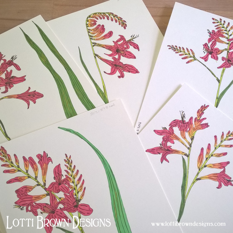 Tropical crocosmia drawings, from my own garden