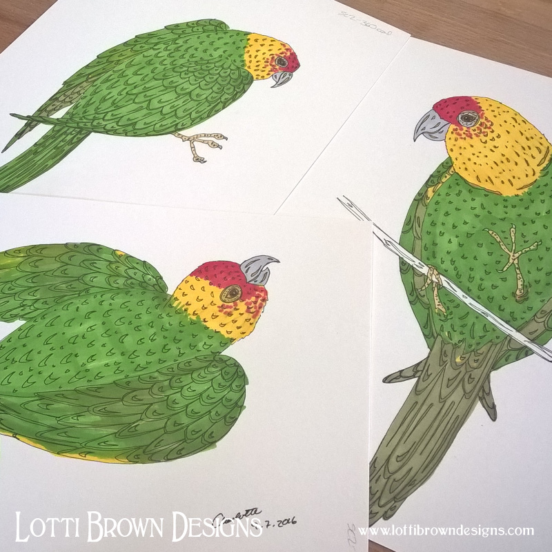 Parakeet drawings