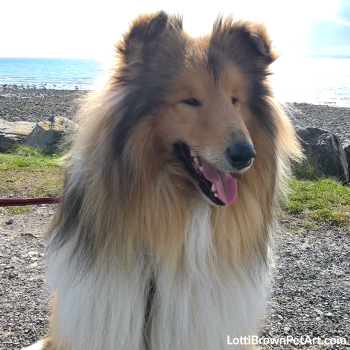 Cheeky rough collie on his seaside holidays