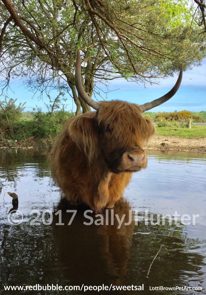 Highland cow photo copyright Sally J Hunter with permission. Find Sally's photos at: www.redbubble.com/people/sweetsal