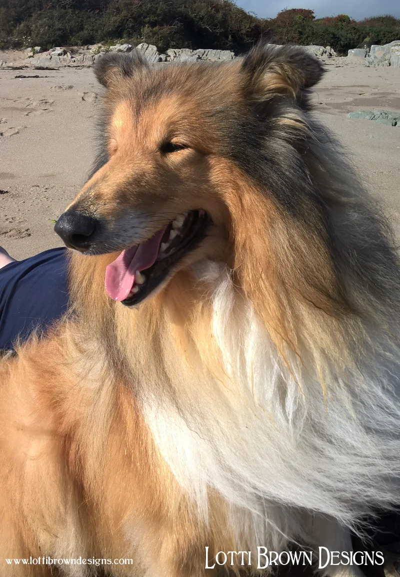 Rough collie - sunny day on the beach