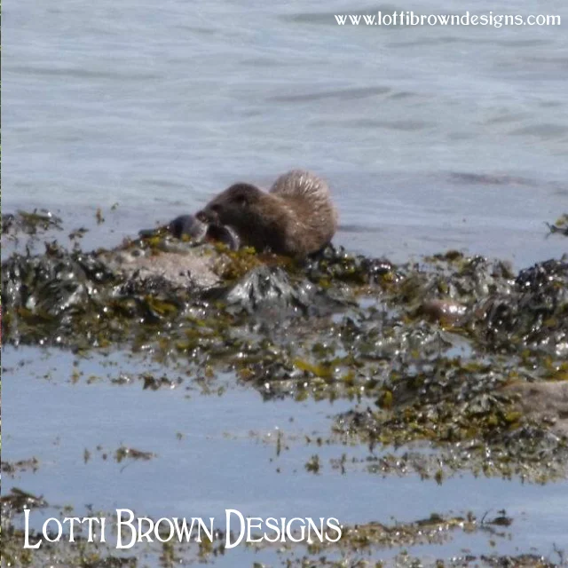 Otter on the seashore in Jura, Scotland