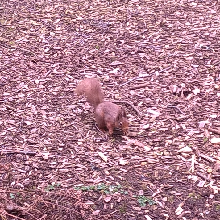 Red squirrel in Scotland