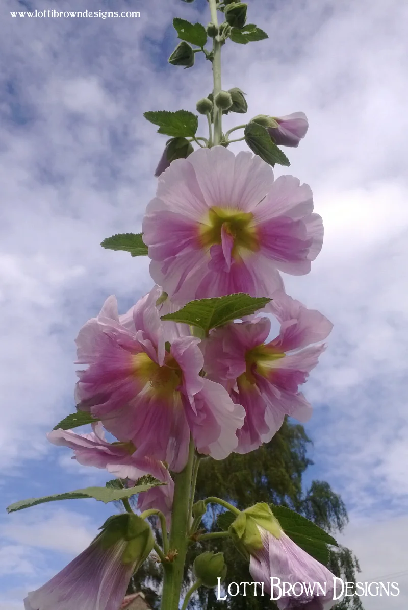 Hollyhocks photo