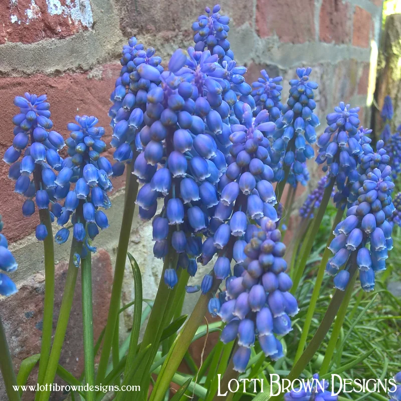 Beautiful blue grape hyacinth flowers