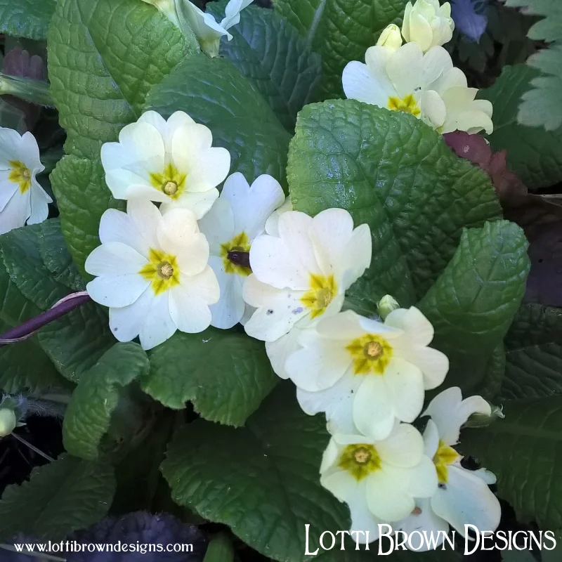 Pretty pale spring primroses in my garden