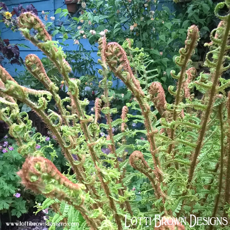 Ferns unfurling in my garden
