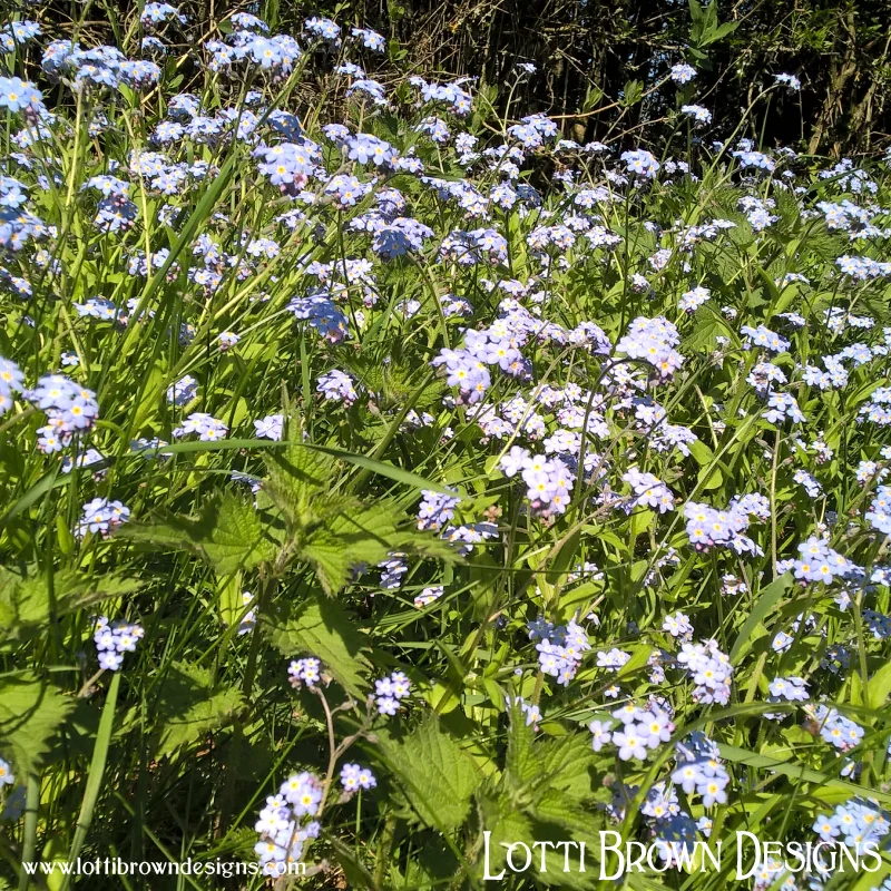 Forget-me-not flowers growing wild in hedgerows and verges