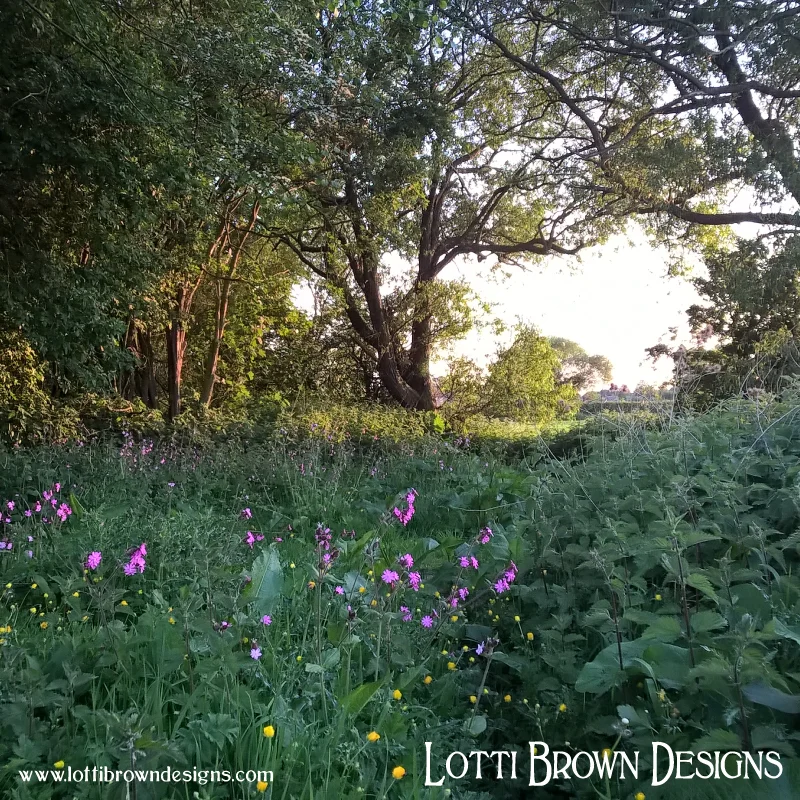 Wildflowers at Fox Corner