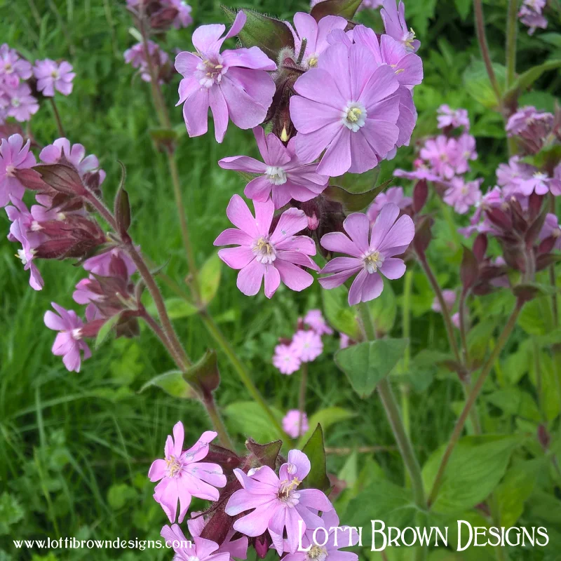 Pink Campion flower (created naturally from White and Red Campion flowers)