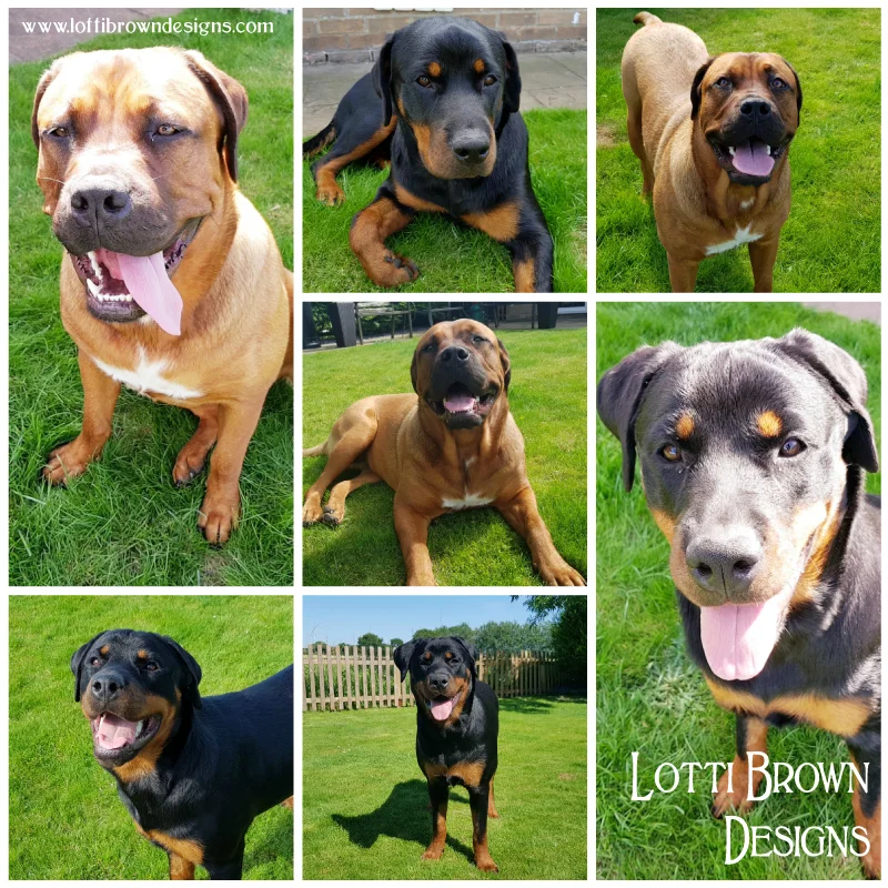 Pet photos sent to me from a client's doggie photo session - lots of lovely clear pics to choose from!