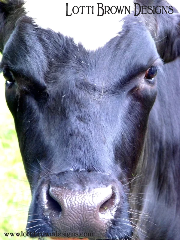Hello ‘Agnes’ - a lovely black and white cow from Yorkshire