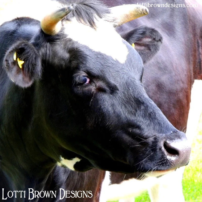 My ‘moo-se’ (muse!)