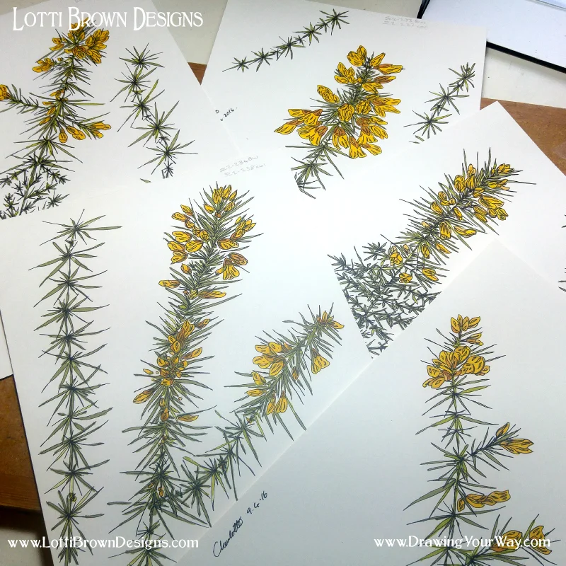 Gorse drawings from photos and inspirational moments in nature