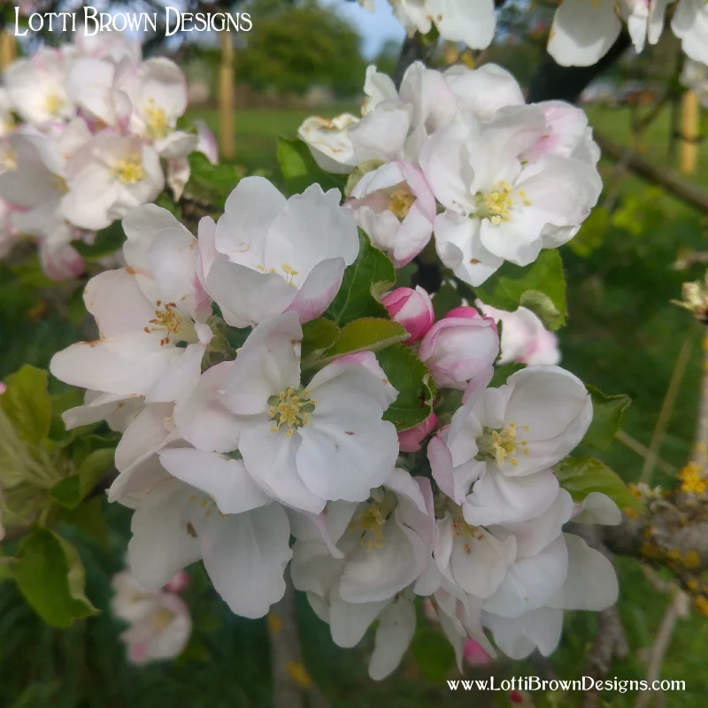 Apple blossoms in an orchard in Somerset