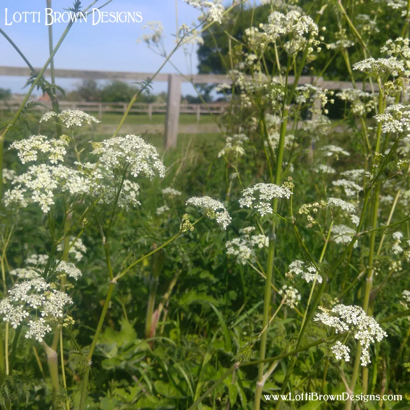 Cow parsley out in the fields