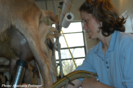 Jenn in the milking parlor.