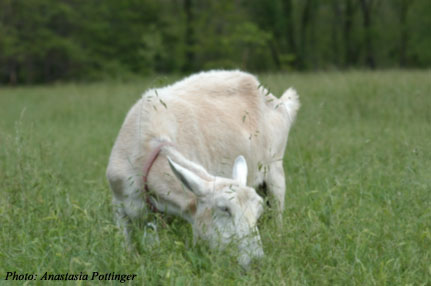 Venus enjoys nibbling grasses.
