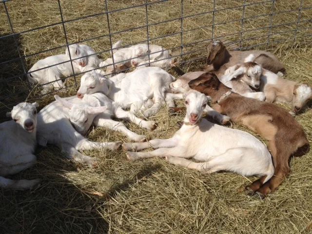 A few days old.