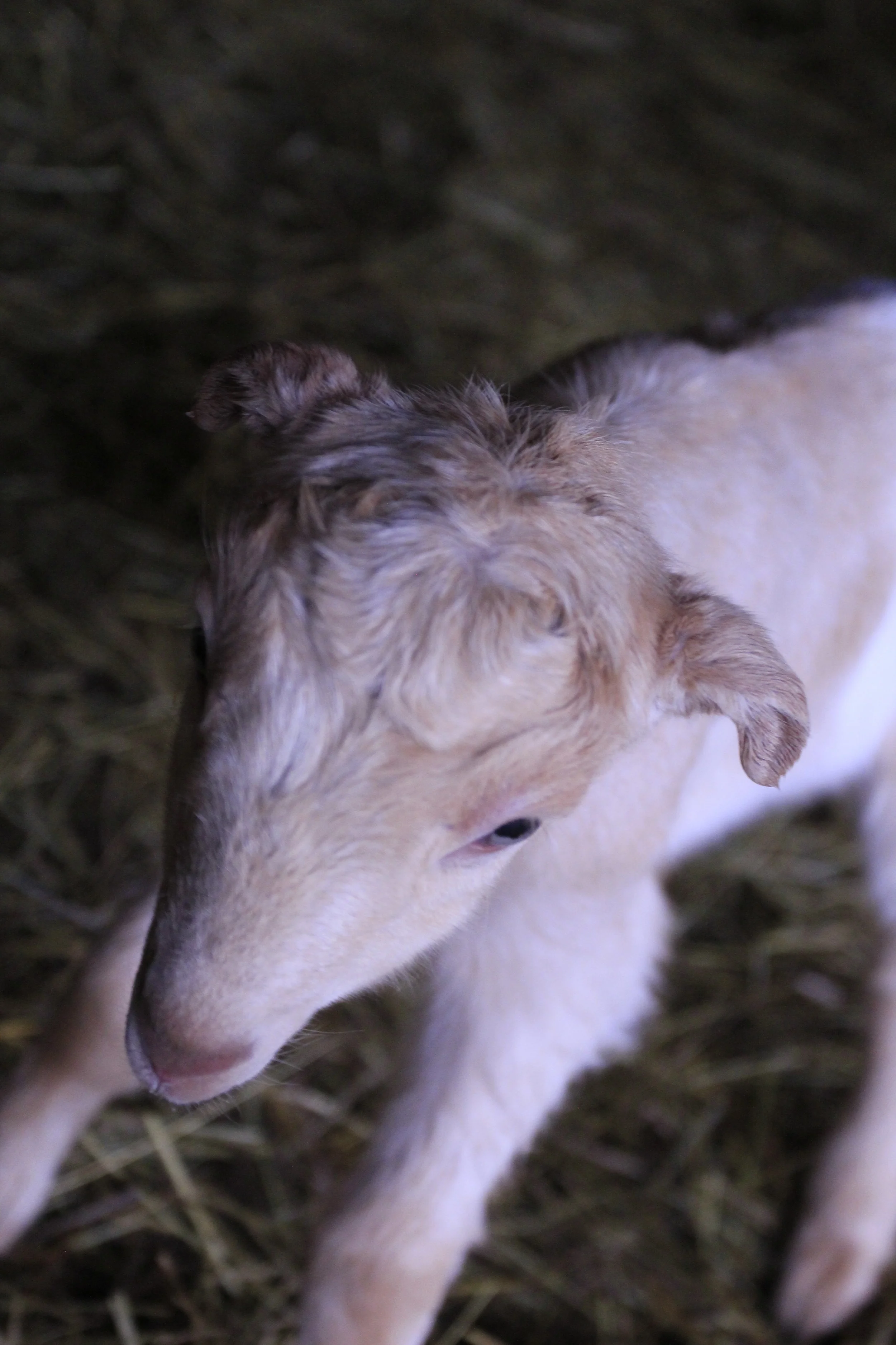 Queen’s new kid, born over Wednesday night.