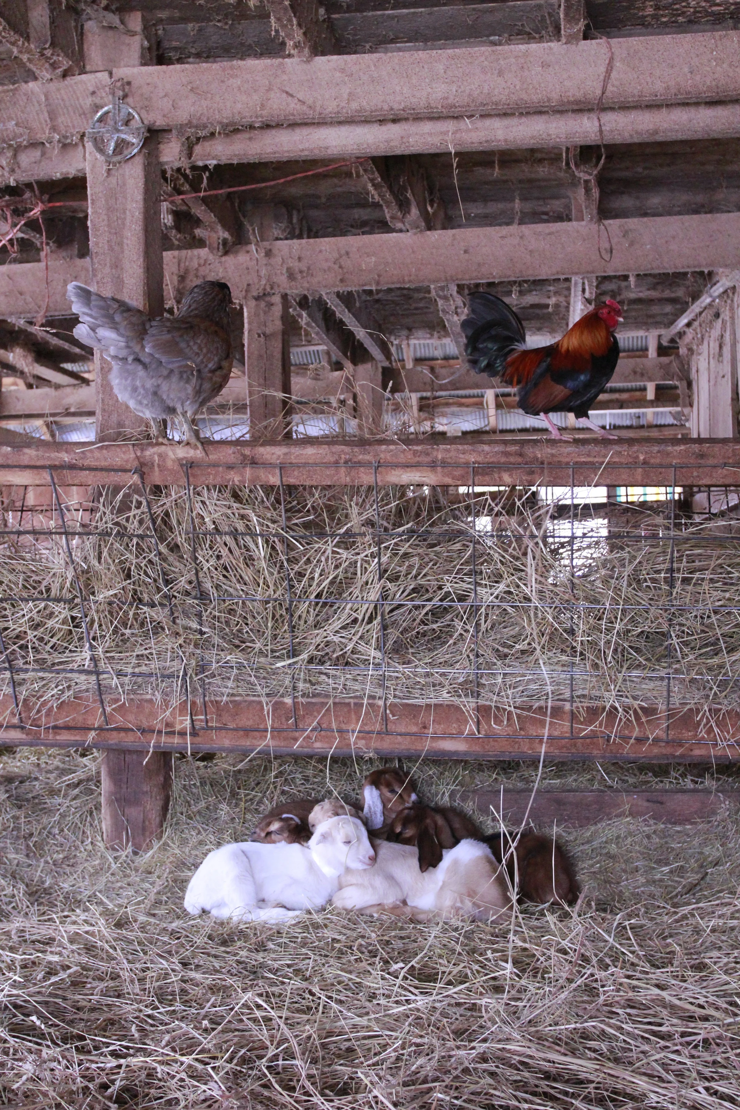 Kids snuggle up under the hay manger to stay warm.