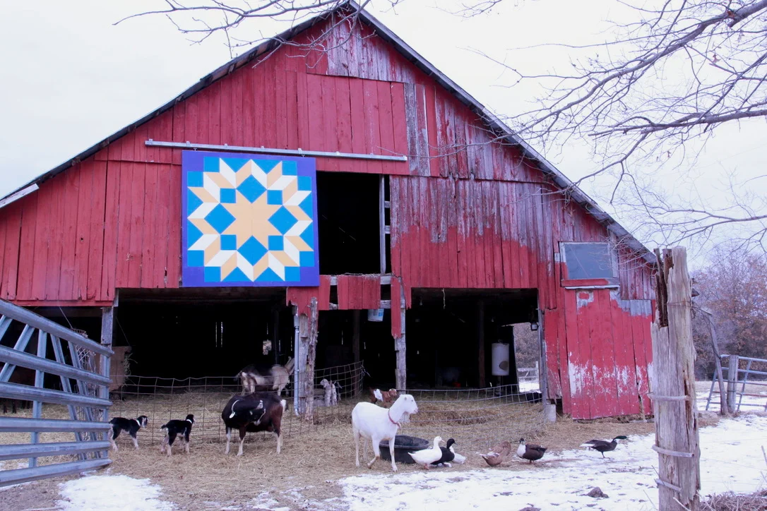 The barn provides a dry place out of the wind for the goats.