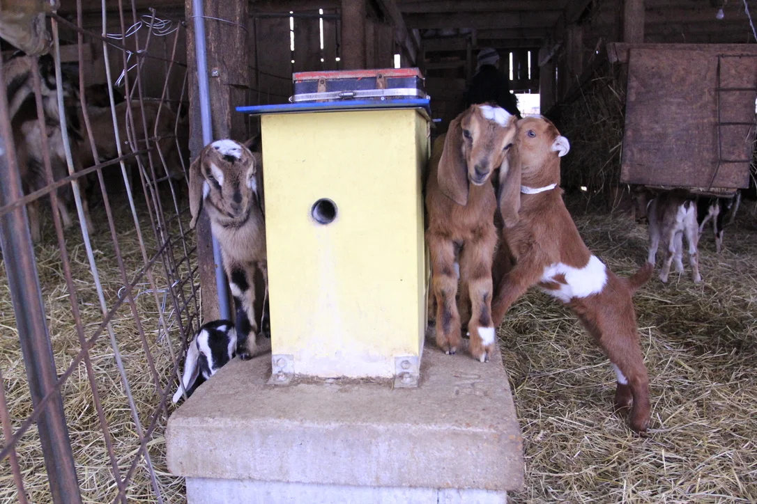 The heated waterer provides a wind break, a little warmth and a good place to gossip.