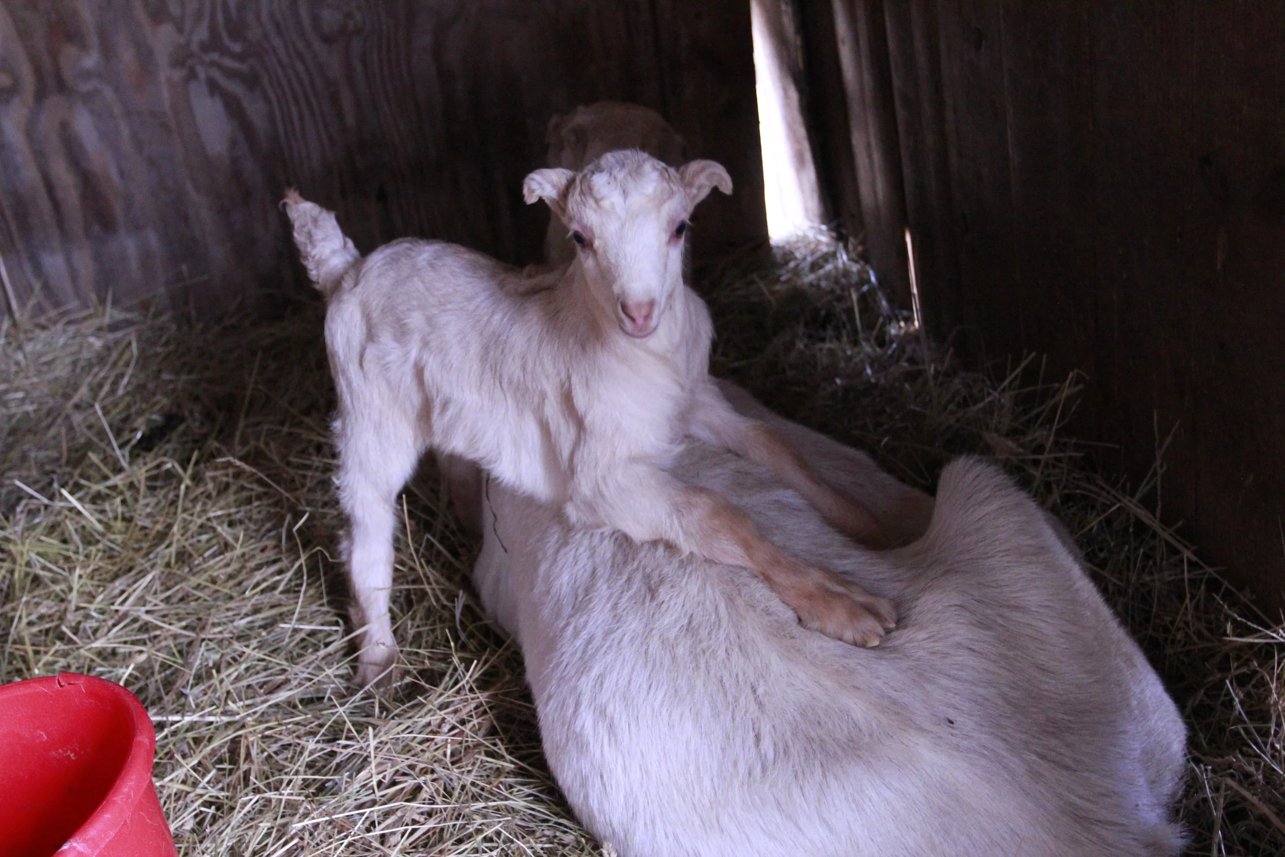 How Do Goats Stay Warm in This Cold Weather?
