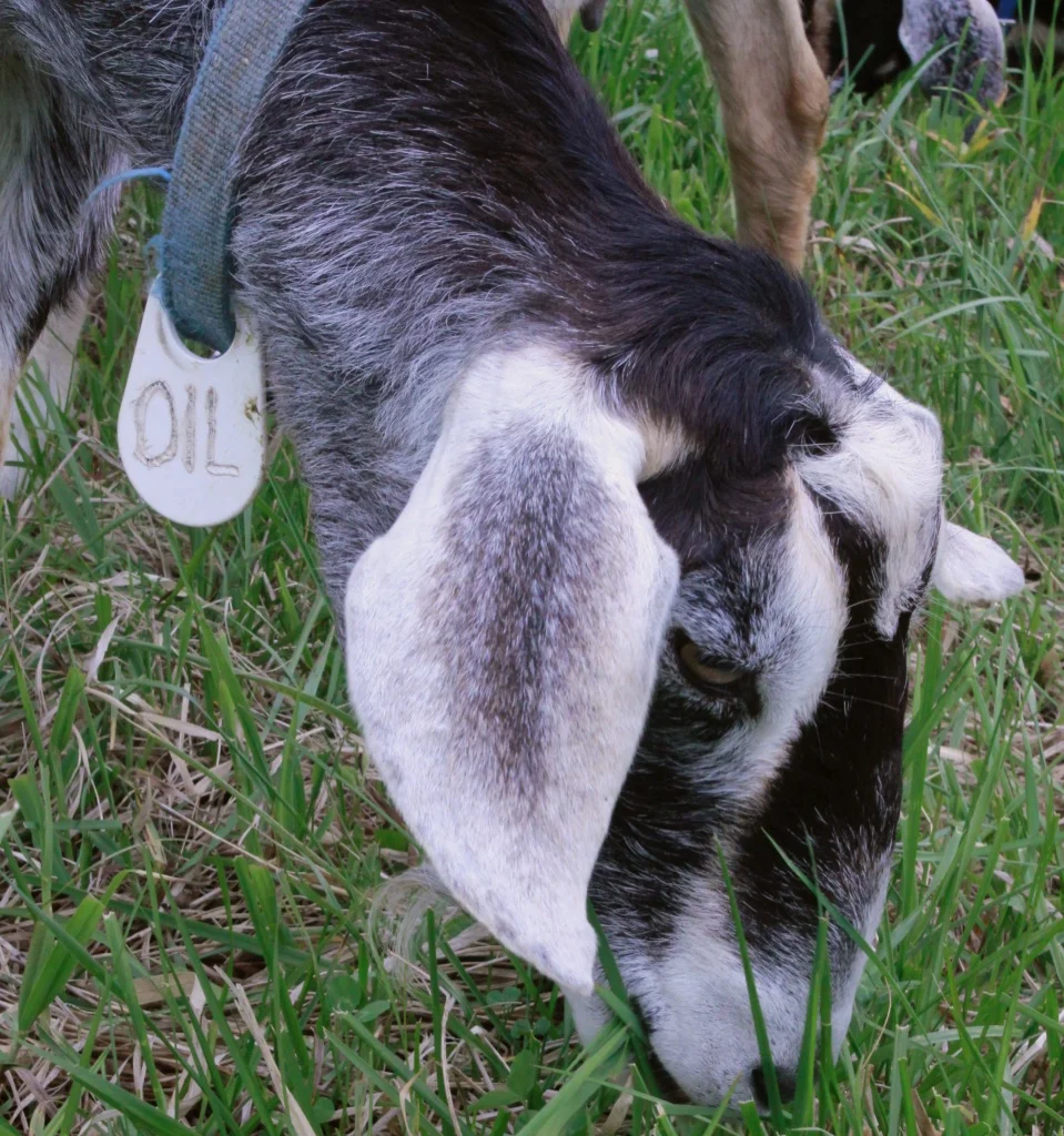Every goat in the herd has a name and a name tag. This is Oily.