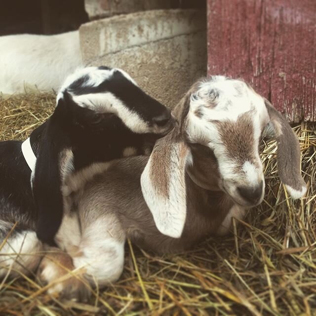 Feeling grateful for these moments... .
Take Care Of Each Other 
#goats #goatcheese #columbiafarmersmarket #freshcheese #ch&egrave;vre #cutegoats #kiddingseason #smallfarm #farmlife #goatsbeardfarm #cheese #babygoats #midmissouri