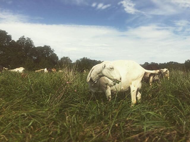 We're out at @columbiafarmersmarket today! Come on down and enjoy this autumn weather together. We'll have our assortment of delicious cheeses in hand. Come get us some coffee too:) .
.
#farmersmarket #columbiafarmersmarket #freshcheese #goatcheese #