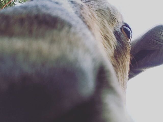 See you at @columbiafarmersmarket Saturday! We'll be slinging all our cheeses. Come by and  have a sample, say hi.
.
.
#goatcheese #goats #chevre #localfarms #smallfarms #missouri #columbiamo #columbiafarmersmarket #midmissouri #freshcheese #pasture 
