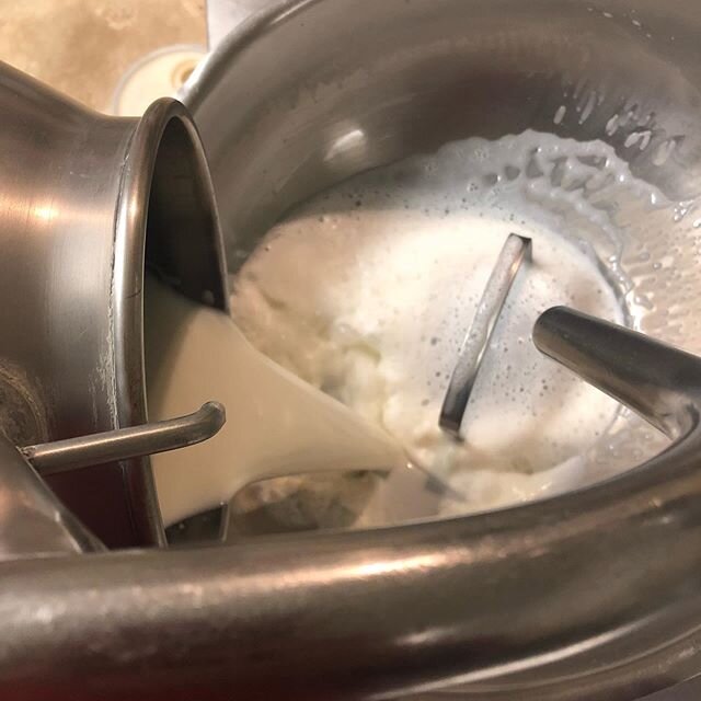 Filtering milk into the tank!
#smalldairy #midmolocalfoods #missouridairy