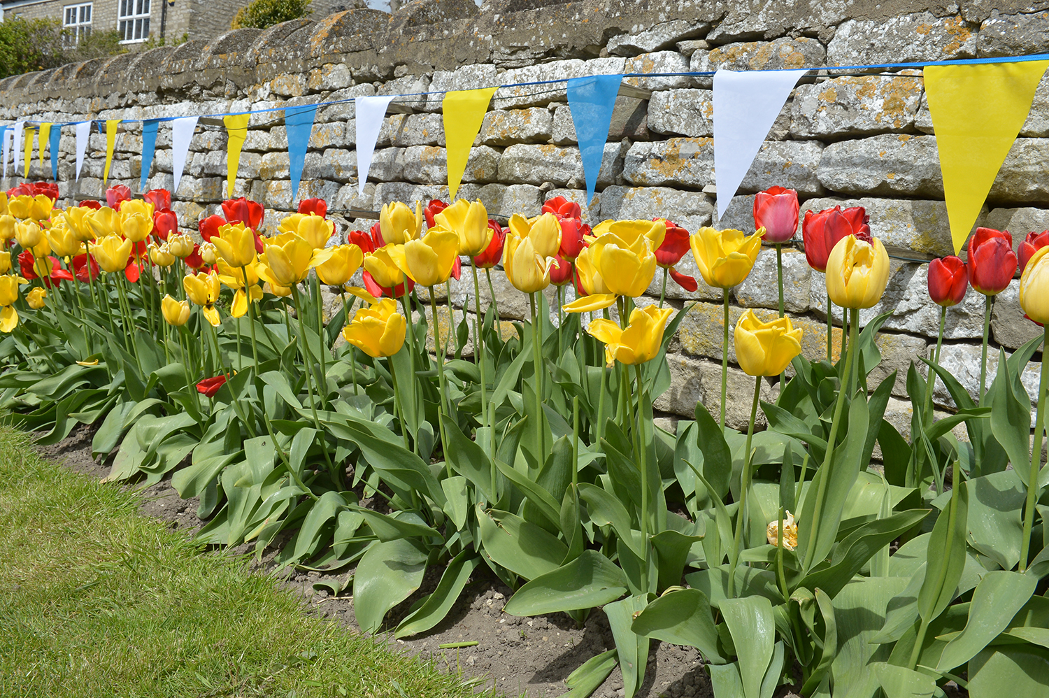 Next year the tulips will match the bunting...