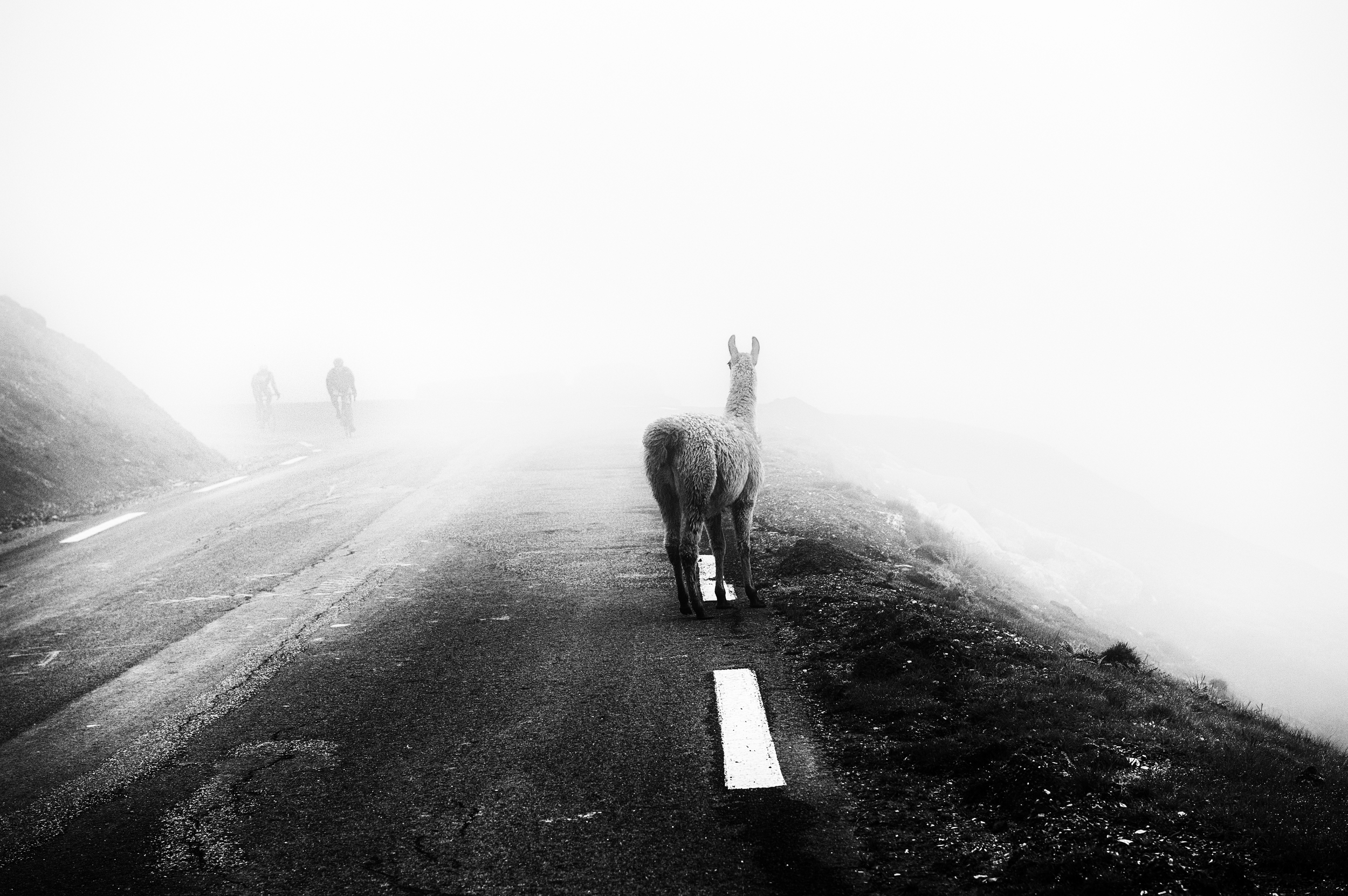 Col du Tourmalet check list: Mist? Check. Cyclists? Check. No visibility? Check. Llama? Check.