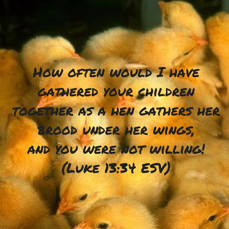 Luke13_34.png
