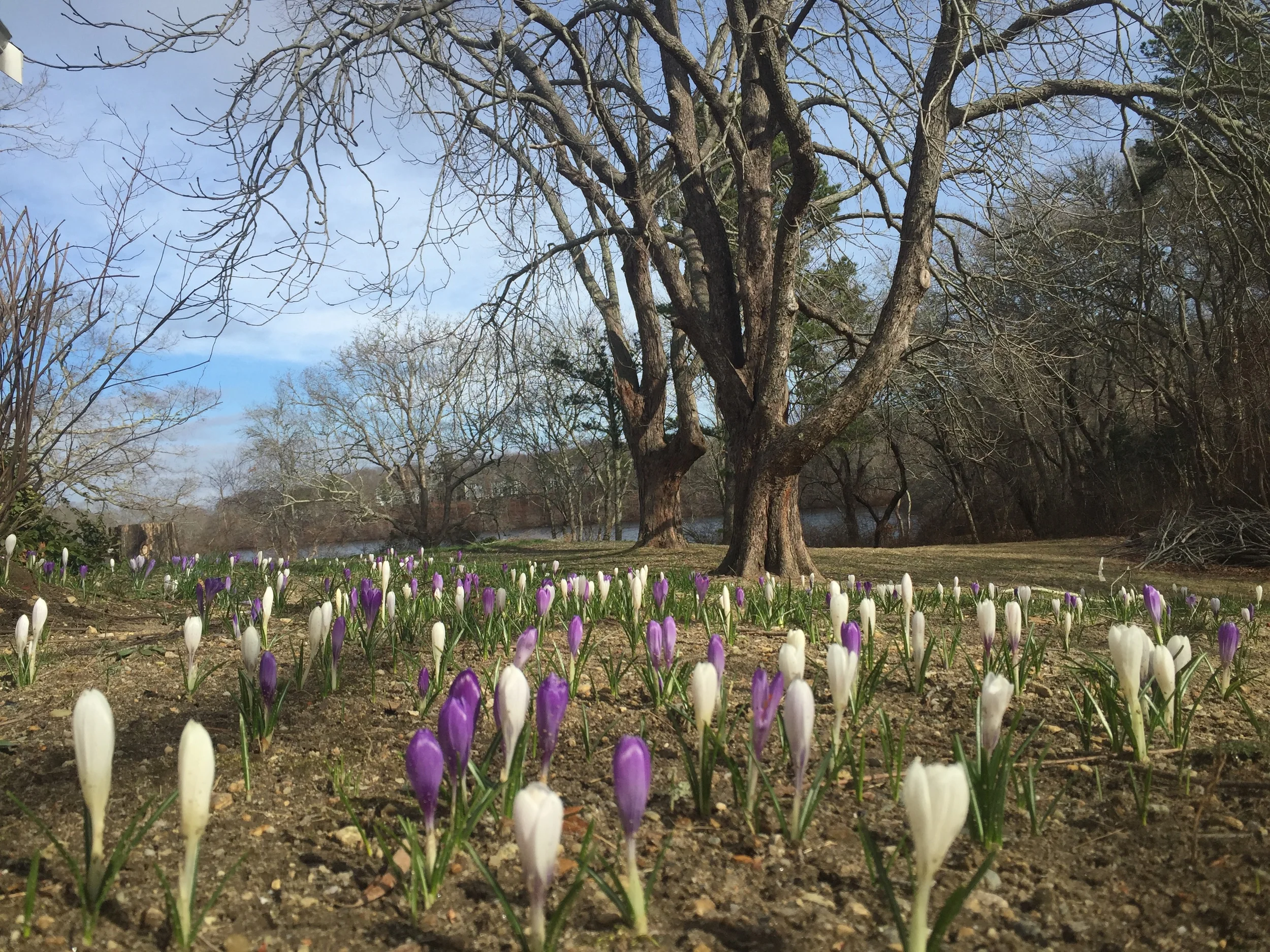 Crocus blooming in Marstons Mills, MA -- Friday March 11, 2016 -- the unofficial start of spring.