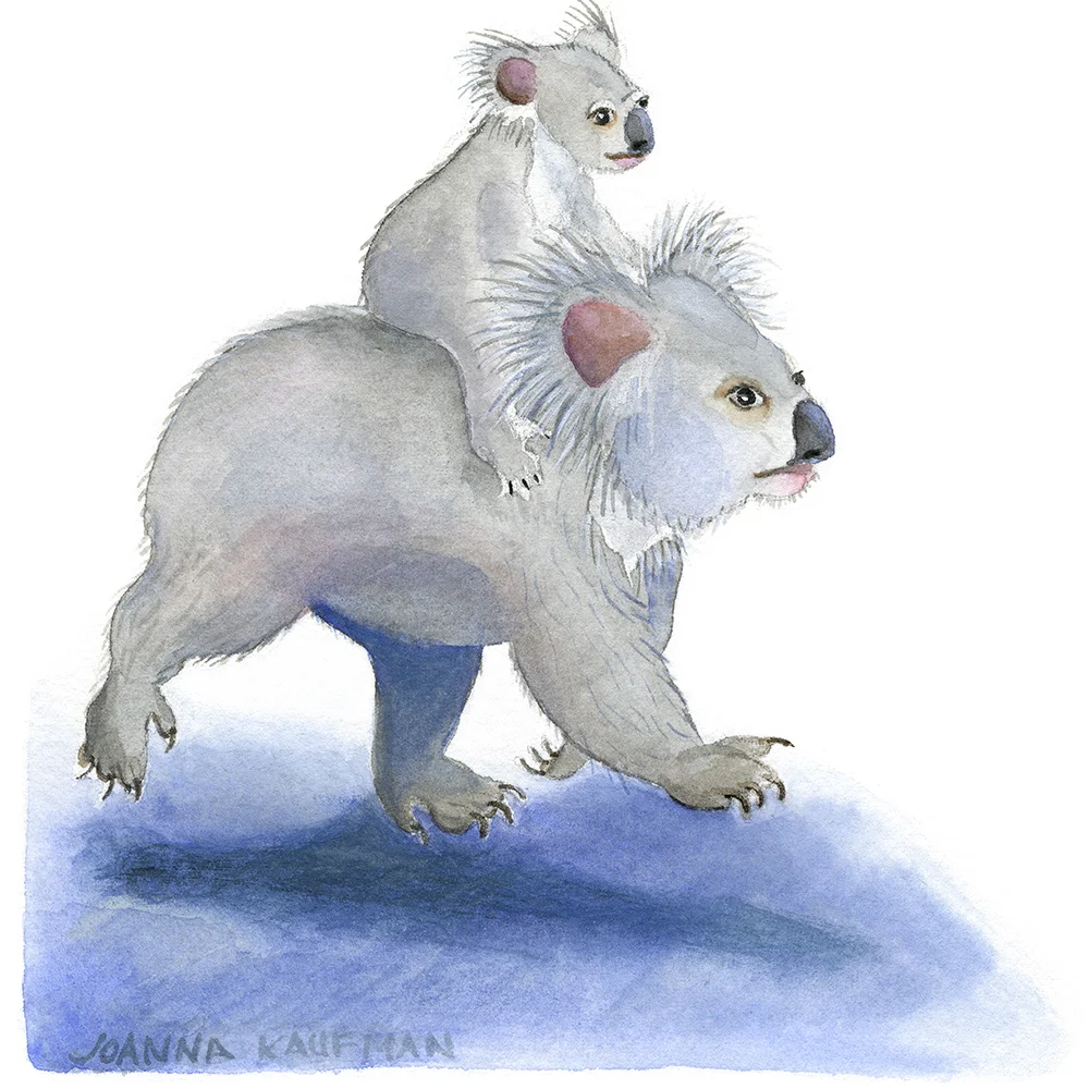 KoalaCarryOn©JoannaKaufman_main.jpg