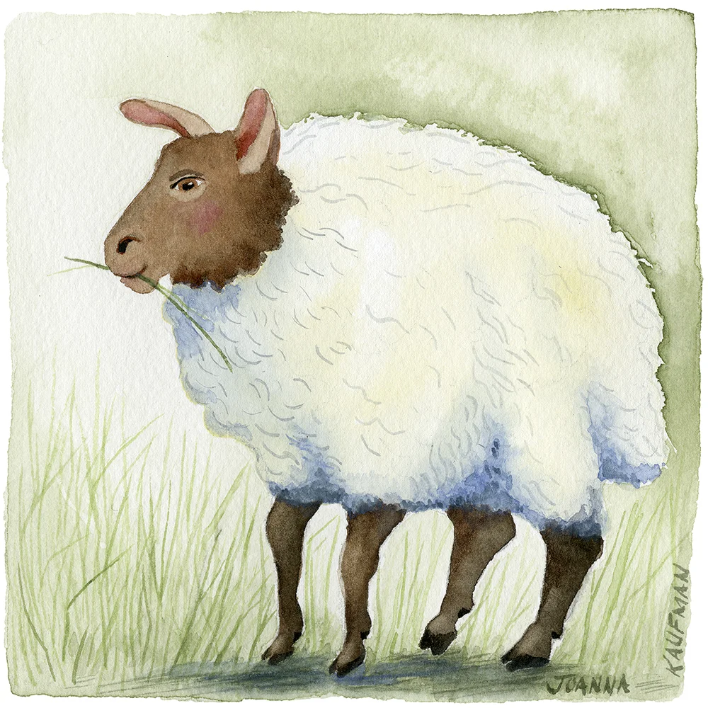 WoollyWandering©JoannaKaufman_main.jpg