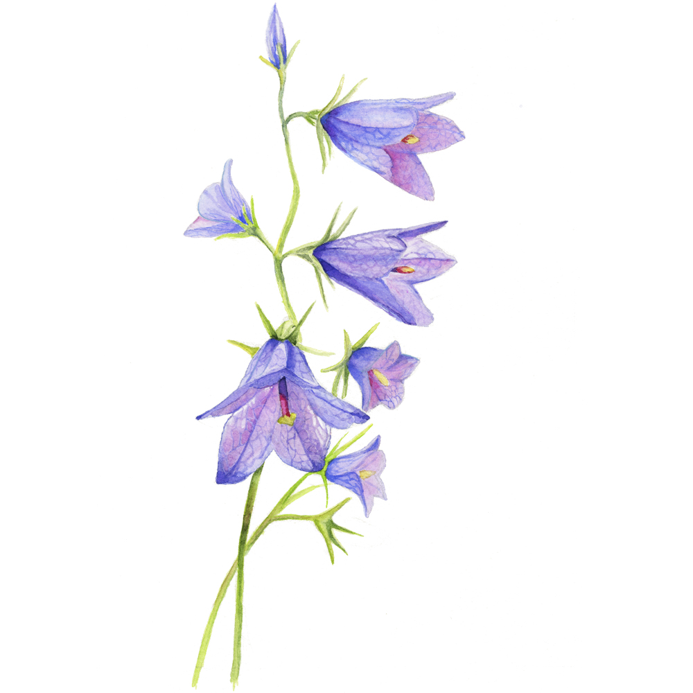Bluebells©JoannaKaufman_main.jpg