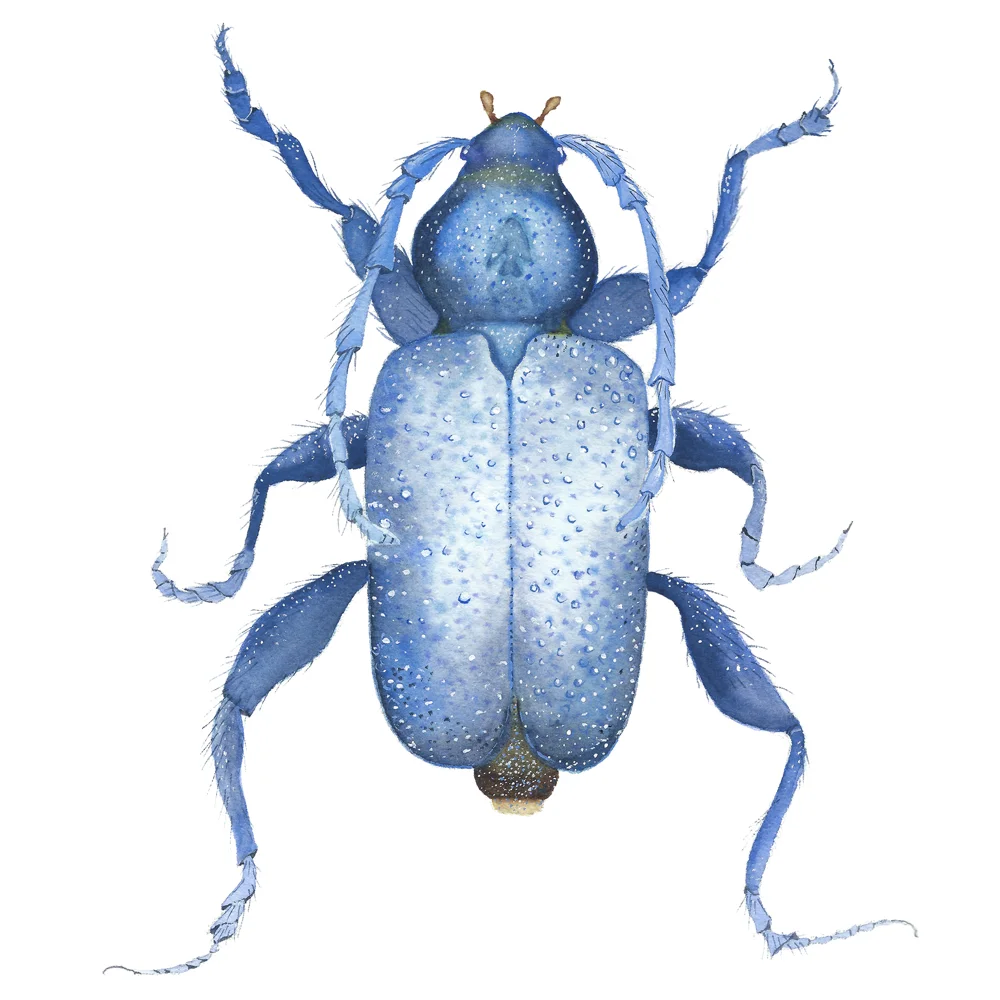 Callidium_violaceum©JoannaKaufman_main.jpg