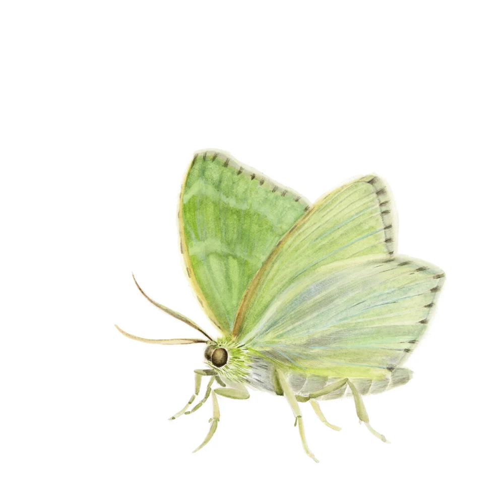 Hemithea_aestivaria©JoannaKaufman_main.jpg